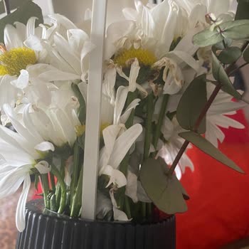 ÇiçekSepeti Solmuş Çiçek Teslim Etti