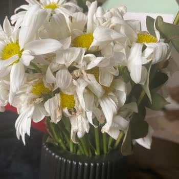 ÇiçekSepeti Solmuş Çiçek Teslim Etti