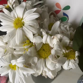 ÇiçekSepeti Solmuş Çiçek Teslim Etti