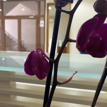 Çiçek Sepeti Mağduriyet