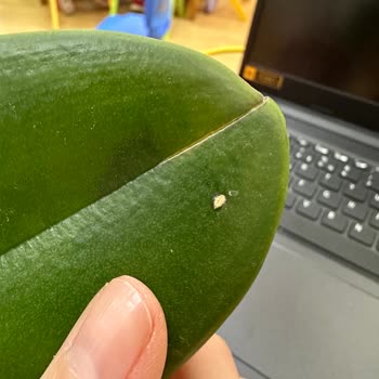 Çiçek Sepeti Kötü Çiçek Gönderimi