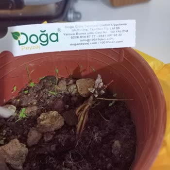 1001 Fidan (1001fidan.com) 1001 Fidan Bakımsız Orman Asması Fidanları