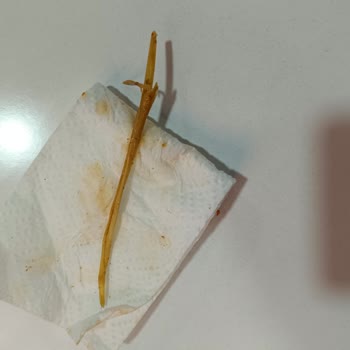 Öncü Döner Dönerden Yabancı Madde Çıktı.