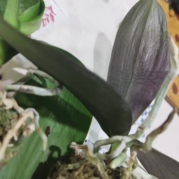 Orkidelerim_satista Kuru Orkide Gönderdi