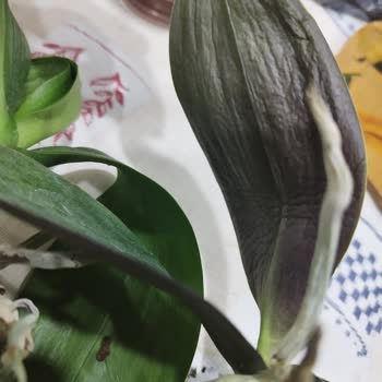 Orkidelerim_satista Kuru Orkide Gönderdi