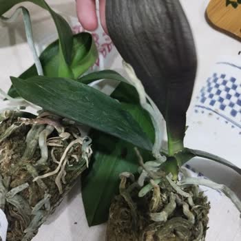 Orkidelerim_satista Kuru Orkide Gönderdi