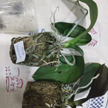 Orkidelerim_satista Kuru Orkide Gönderdi