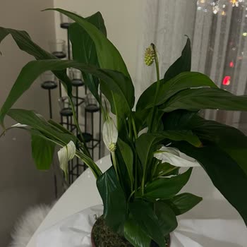 Salonbitkileri.com Solmuş Çiçek Gönderildi