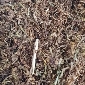 JTI Tütünün İçerisinden Çıkanlar