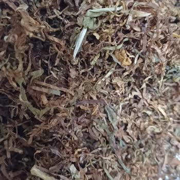 JTI Tütünün İçerisinden Çıkanlar