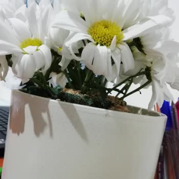 Çiçek Sepeti Sevgililer Günü Mağduriyeti