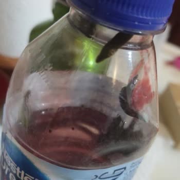 Akyazı Sülük (akyazi_suluk_) Sağlıkla Oynama