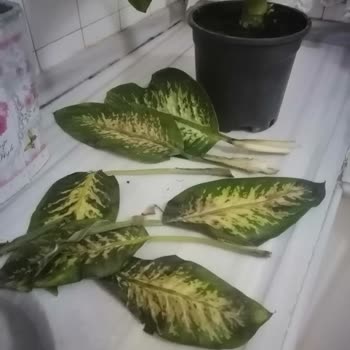 Kayseri Çiçek Dünyası Hastalıklı Çiçek Gönderimi