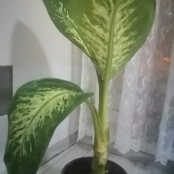 Kayseri Çiçek Dünyası Hastalıklı Çiçek Gönderimi