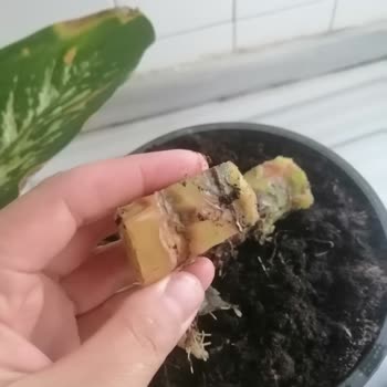 Kayseri Çiçek Dünyası Hastalıklı Çiçek Gönderimi