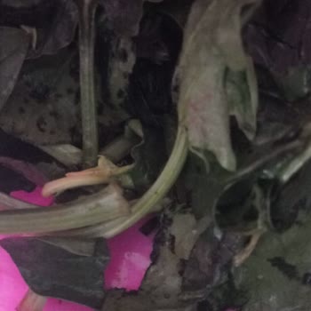 Migros'un Göndermiş Olduğu Çürük Kokmuş Ispanak