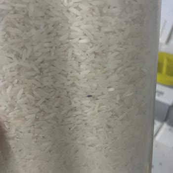 Reis Gıda Reis Pirinç Paketinden Yaşayan Böcekler Çıktı