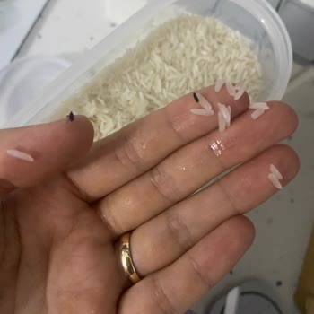 Reis Gıda Reis Pirinç Paketinden Yaşayan Böcekler Çıktı