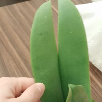 Çiçek Market Özensiz Ürün Markası