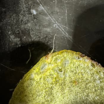 Lays Yabancı Cisim Çıktı