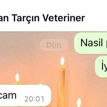 PVK Pet Veteriner Kliniği Kedi Cinayeti Sorumsuz Veteriner