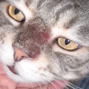 Altın Veteriner Hekim Muayenehanesi Kedilerimiz Orada Hastalık Kaptı