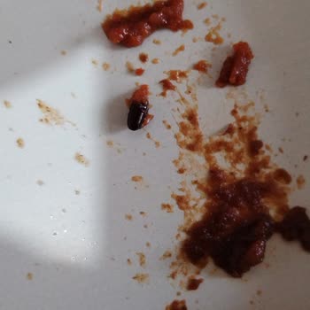 Mis Salça Kapağını Daha Yeni Açtığım Mis Salçanın İçinden Böcek Çıktı