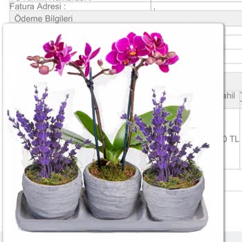 Çiçek Gönder 14 Şubat Hayal Kırıklığı Ve İletişim Sorunu