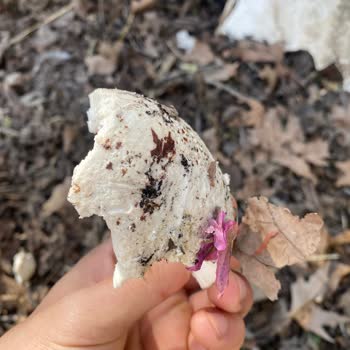 Migros'tan Alınan Hindistan Cevizi Bozuk Çıktı