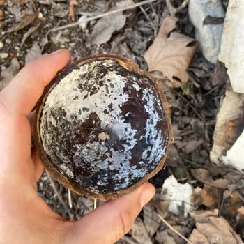 Migros'tan Alınan Hindistan Cevizi Bozuk Çıktı