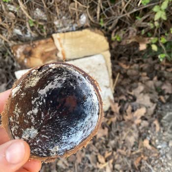 Migros'tan Alınan Hindistan Cevizi Bozuk Çıktı