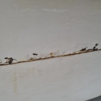 Siemens Çamaşır Makinesi Ön Kasa Paslanma Sorunu