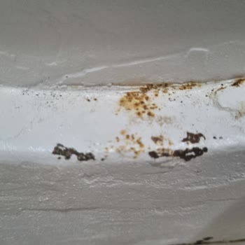 Siemens Çamaşır Makinesi Ön Kasa Paslanma Sorunu