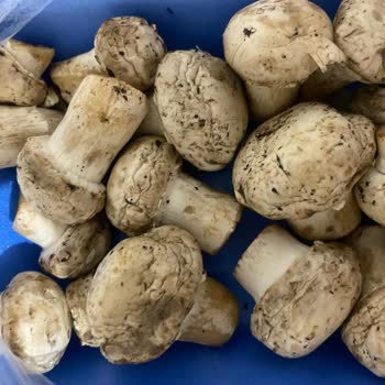 A101 Bozuk Gıdanın Mağazada Bulundurulması