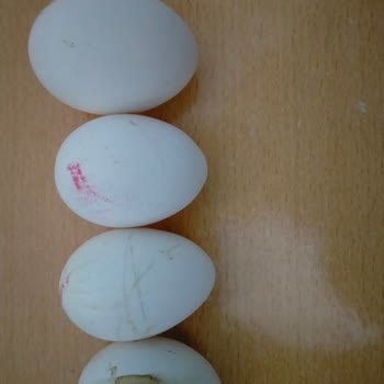 Şok Market Yumurta Gramaj