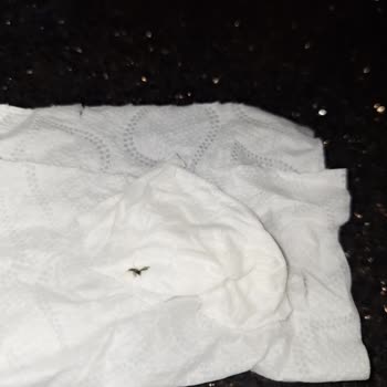 Atatürk Orman Çiftliği Atatürk Orman Çifliği Günlük Sütten Çıkan Sinek