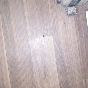 Pamukkale Turizm Otobüste Böcek Çıkması