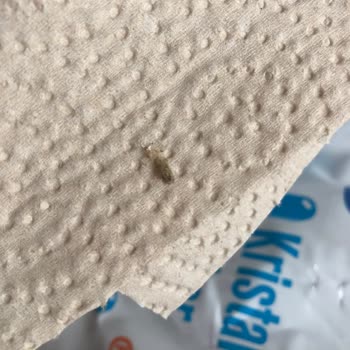 Bal Küpü Toz Şeker