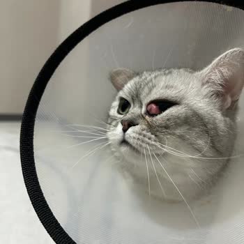 Ankara Üniversitesi Veteriner Fakültesi Kendini Doktor Sanan Topluluk