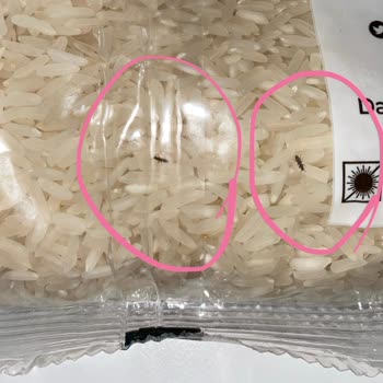 Yayla Bakliyat Yayla Pirinç Bitli Çıktı!