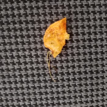 Lays Ten Böcek Bacağı Çıktı