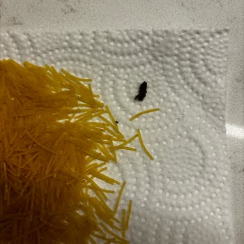 Nuh'un Ankara Makarnası Ankara Nuhun Makarna