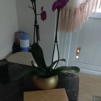 Çiçek Sepeti Solmuş Orkide Yolladı