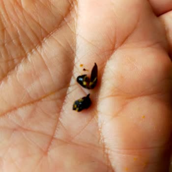 Şok Market Piyale Ezogelin Çorba