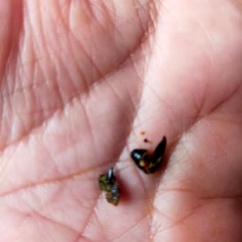 Şok Market Piyale Ezogelin Çorba