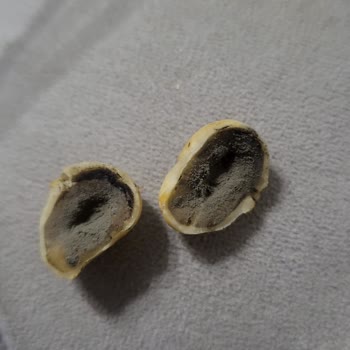 Gold Harvest Kuruyemiş Master Nutx Karışık Kuruyemiş Küflü