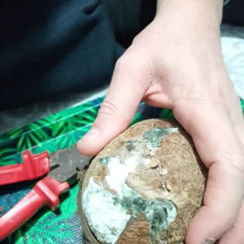 BİM Hindistan Cevizinin Küflenmesi