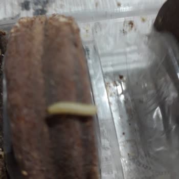 Ülker Halley'de Şaşırtan Kurtlanma Sorunu!