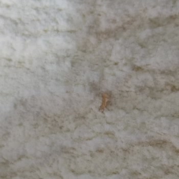 Arılac Sütlü Muzlu Kaşık Mama