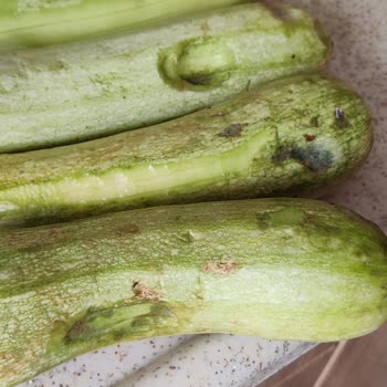 Vestel Dolap Ürünleri Erken Bozuyor Veya Donduruyor